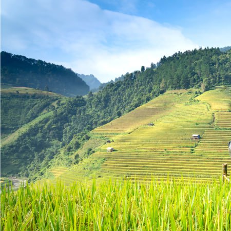 Събиране на мед