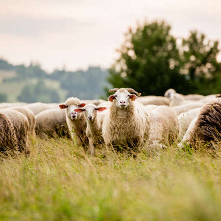 Овцевъдство